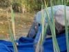 borovice-13-10-110