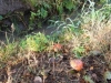 borovice-13-10-25