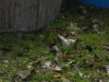 borovice-13-10-69